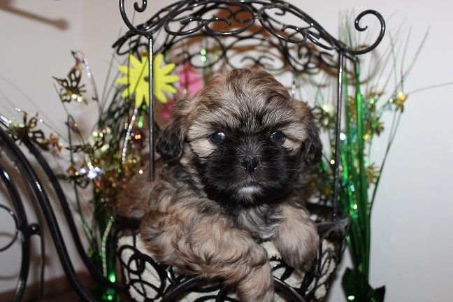IMG_6074 STELLA PUPPIES 6-14-2026 Female #1 SOLD