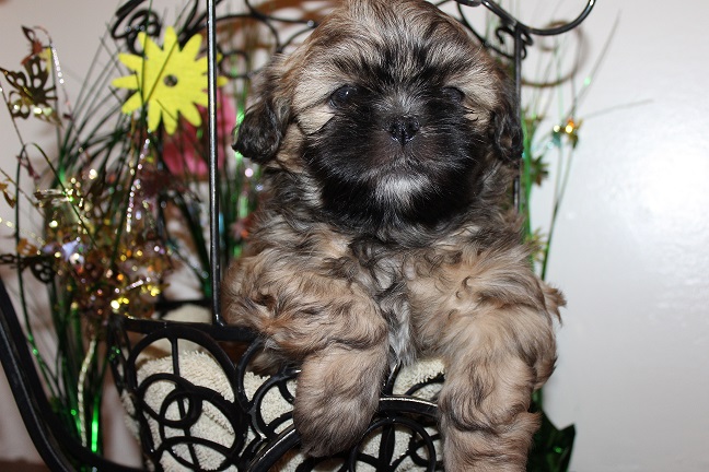 IMG_6078 STELLA PUPPIES 6-14-2026 Female #1 SOLD