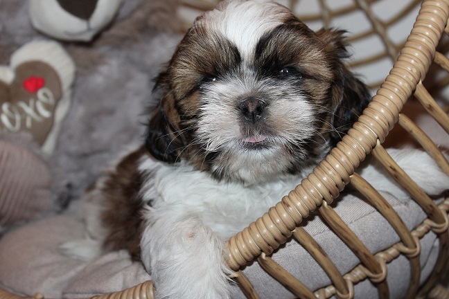 IMG_6408 STELLA PUPPIES 6-20-2026 Male SOLD