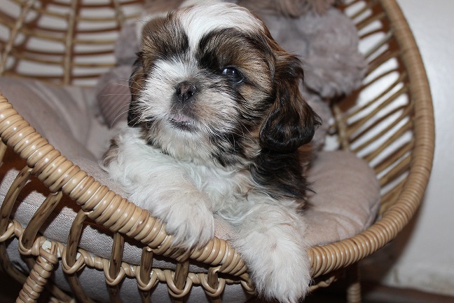 IMG_6411 STELLA PUPPIES 6-20-2026 Male SOLD