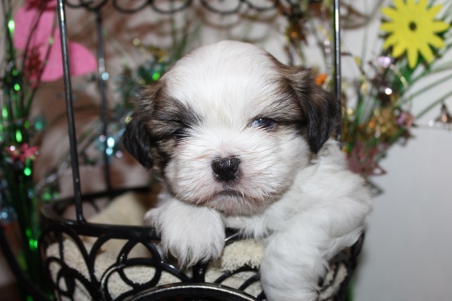 IMG_6447 ANNA PUPPIES 6-20-2026 Male #1 SOLD