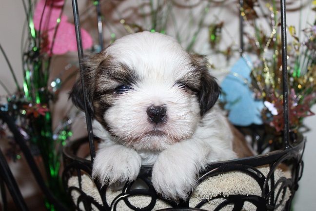 IMG_6453 ANNA PUPPIES 6-20-2026 Male #1 SOLD