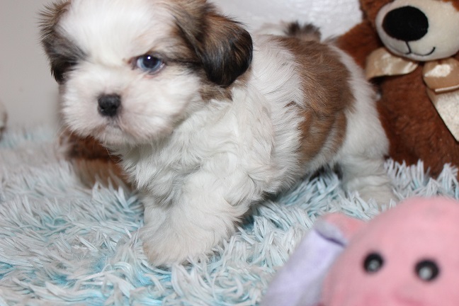IMG_6479 ANNA PUPPIES 6-28-2026 Male #1 SOLD