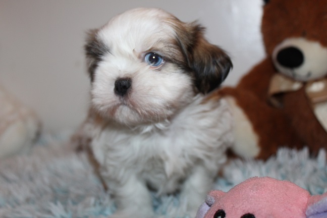 IMG_6482 ANNA PUPPIES 6-28-2026 Male #1 SOLD