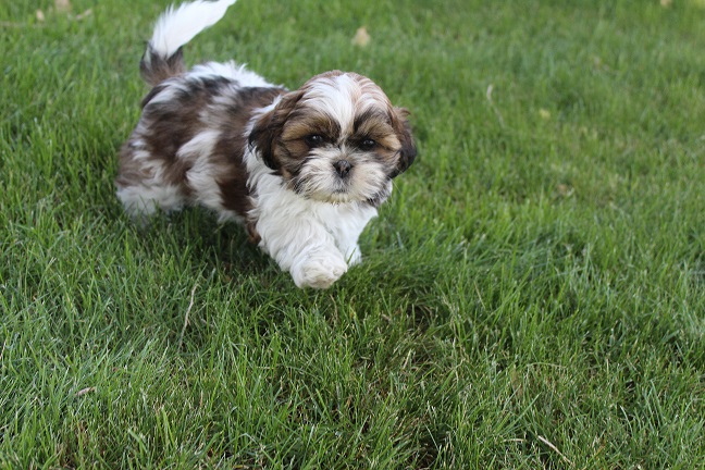 IMG_6494 STELLA PUPPIES 6-28-2026 Male SOLD