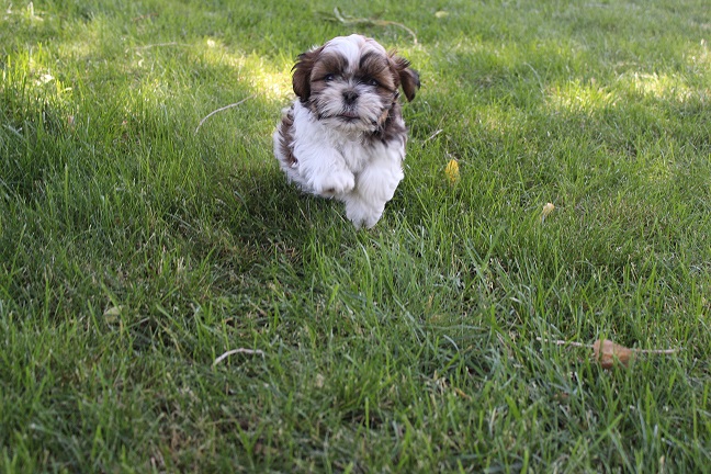 IMG_6504 STELLA PUPPIES 6-28-2026 Male SOLD