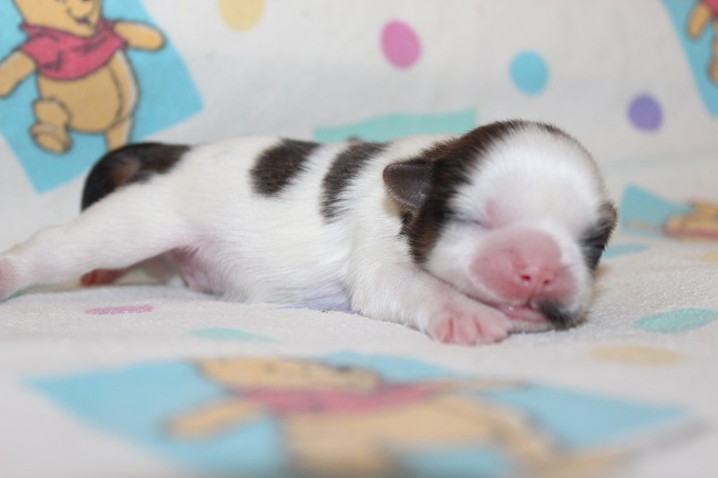 IMG_6759 RAYA PUPPIES 7-15-2026 Male #2