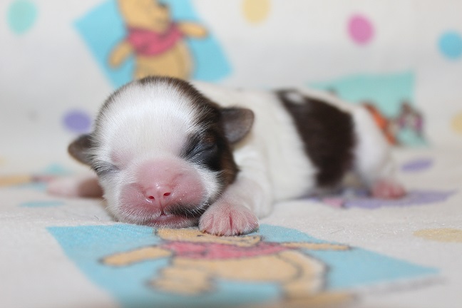 IMG_6763 RAYA PUPPIES 7-15-2026 Male #2