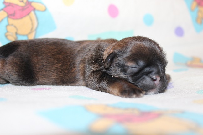 IMG_6766 RAYA PUPPIES 7-15-2026 Female #1 SOLD