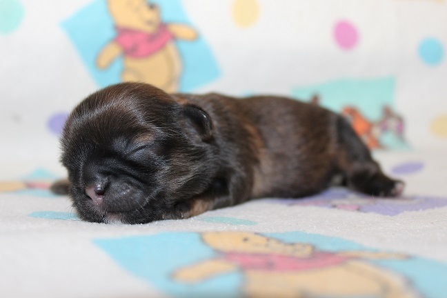 IMG_6772 RAYA PUPPIES 7-15-2026 Female #1 SOLD