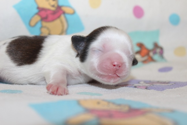 IMG_6773 RAYA PUPPIES 7-15-2026 Female #2 SOLD