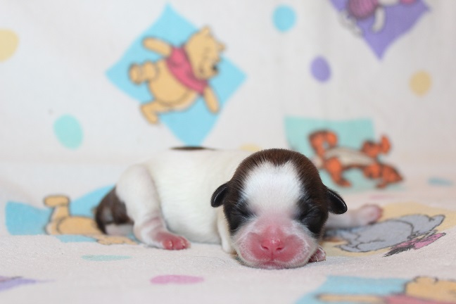 IMG_6861 TAFFY PUPPIES 7-17-2026 Male Available