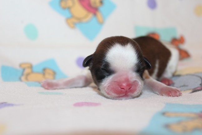 IMG_6863 TAFFY PUPPIES 7-17-2026 Male Available