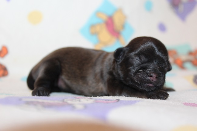 IMG_6869 TAFFY PUPPIES 7-17-2026 Female #1