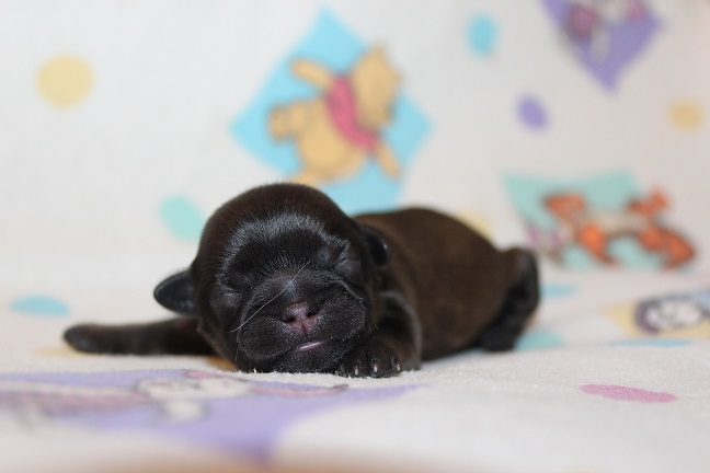 IMG_6870 TAFFY PUPPIES 7-17-2026 Female #1