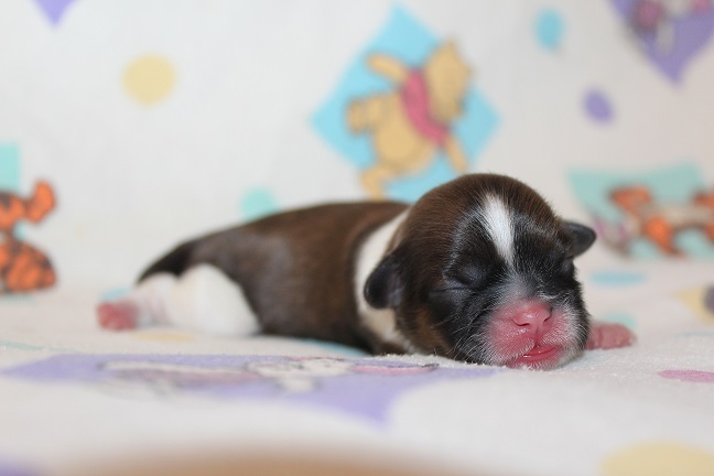 IMG_6873 TAFFY PUPPIES 7-17-2026 Female #2