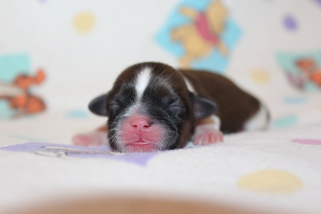 IMG_6876 TAFFY PUPPIES 7-17-2026 Female #2