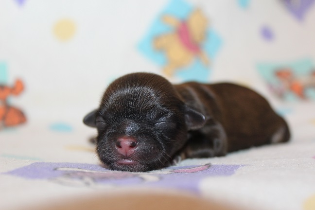 IMG_6881 TAFFY PUPPIES 7-17-2026 Female #3