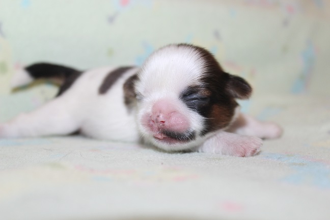 IMG_6893 RAYA PUPPIES 7-19-2026 Male #2 AVAILABLE