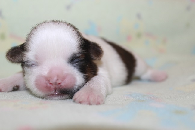 IMG_6896 RAYA PUPPIES 7-19-2026 Male #2 AVAILABLE