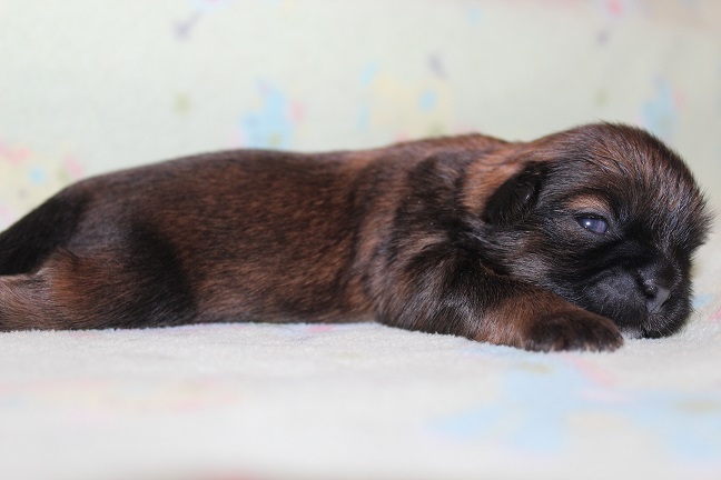 IMG_6897 RAYA PUPPIES 7-19-2026 Female #1 SOLD