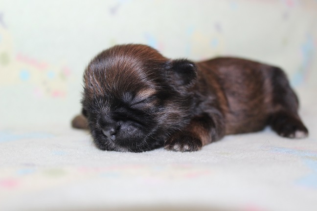 IMG_6900 RAYA PUPPIES 7-19-2026 Female #1 SOLD
