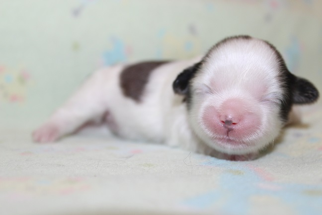 IMG_6903 RAYA PUPPIES 7-19-2026 Female #2 SOLD