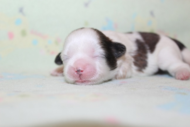 IMG_6905 RAYA PUPPIES 7-19-2026 Female #2 SOLD