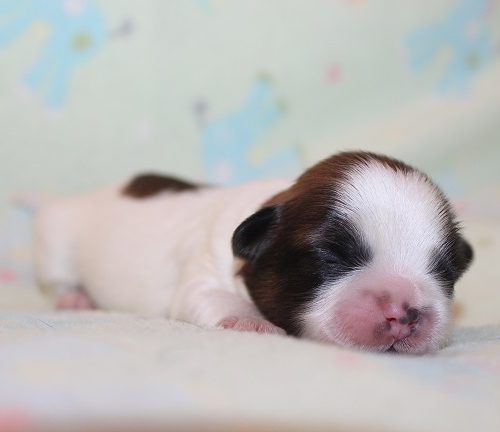 Male Available