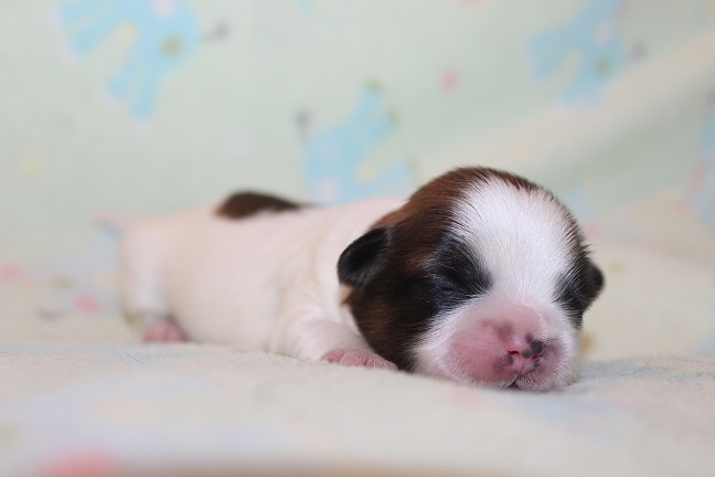 IMG_6990 TAFFY PUPPIES 7-24-2026 Male Available