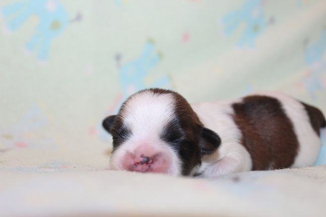 IMG_6994 TAFFY PUPPIES 7-24-2026 Male Available