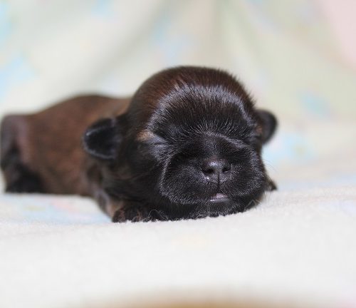 Female #1 Available