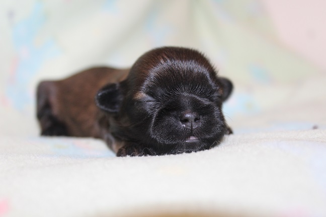 IMG_6999 TAFFY PUPPIES 7-24-2026 Female #1 Available