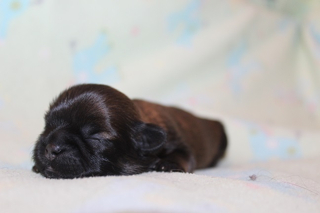 IMG_7001 TAFFY PUPPIES 7-24-2026 Female #1 Available