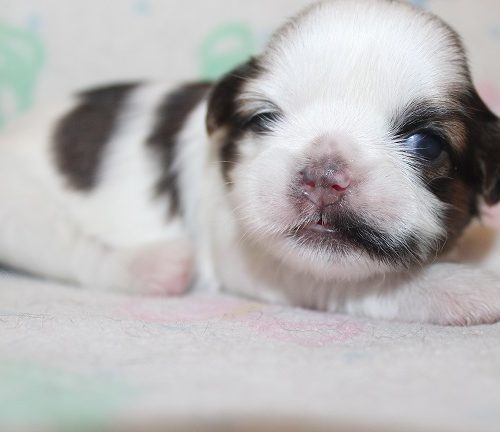Male #2 AVAILABLE