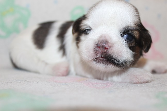 IMG_7024 RAYA PUPPIES 7-26-2026 Male #2 AVAILABLE