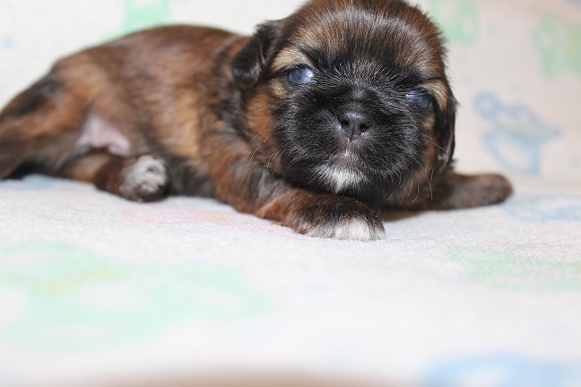 IMG_7029 RAYA PUPPIES 7-26-2026 Male #1 AVAILABLE