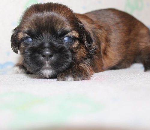Male #1 Pending Deposit