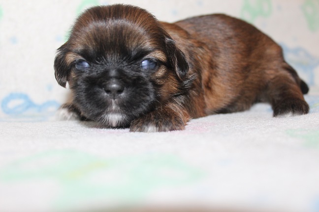 IMG_7033 RAYA PUPPIES 7-26-2026 Male #1 AVAILABLE