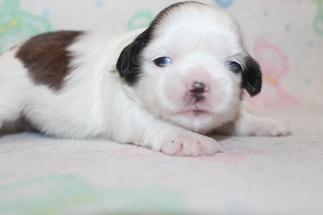 IMG_7036 RAYA PUPPIES 7-26-2026 Female #2 SOLD