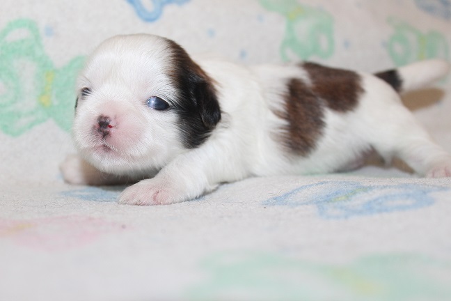 IMG_7047 RAYA PUPPIES 7-26-2026 Female #2 SOLD