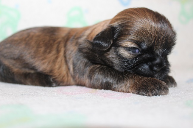 IMG_7055 RAYA PUPPIES 7-26-2026 Female #1 SOLD