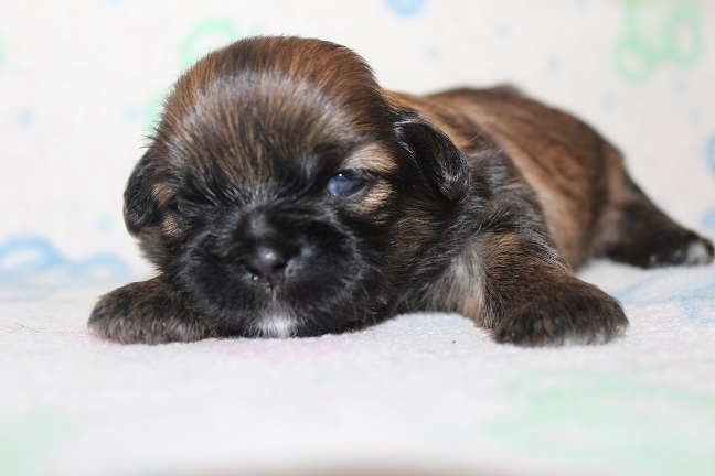 IMG_7059 RAYA PUPPIES 7-26-2026 Female #1 SOLD
