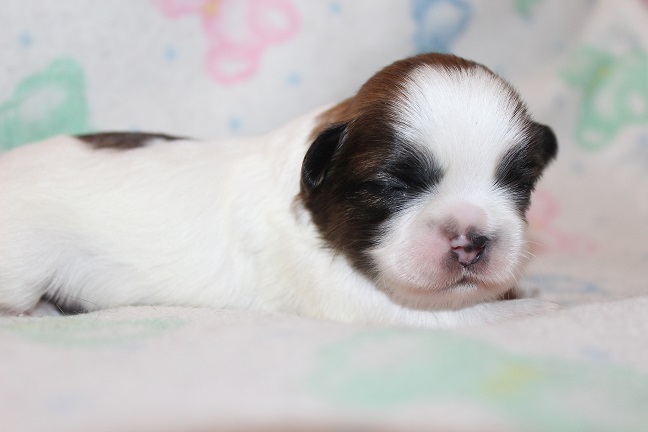 Male SOLD