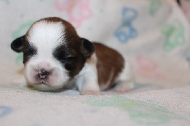 Male SOLD
