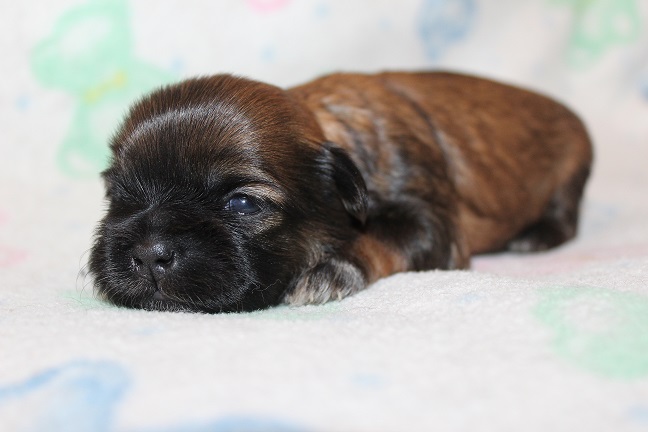 IMG_7242 TAFFY PUPPIES 7-31-2026 Female #3 SOLD