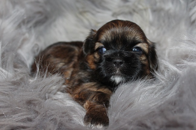IMG_7248 RAYA PUPPIES 8-2-2026 Male #1 AVAILABLE