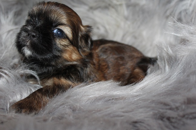 IMG_7252 RAYA PUPPIES 8-2-2026 Male #1 AVAILABLE