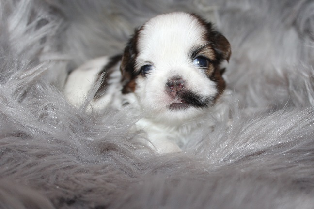 IMG_7254 RAYA PUPPIES 8-2-2026 Male #2 AVAILABLE