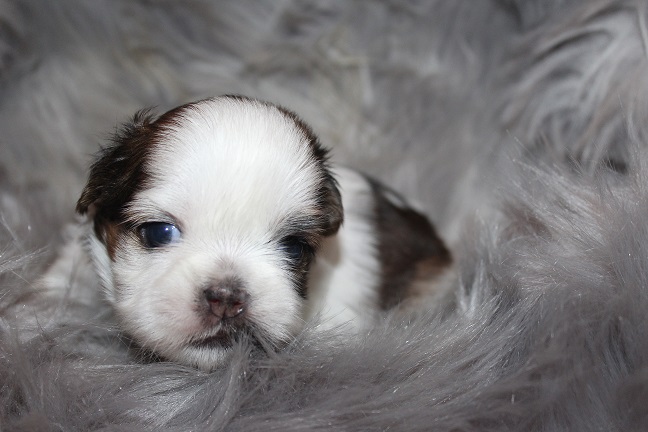 IMG_7258 RAYA PUPPIES 8-2-2026 Male #2 AVAILABLE